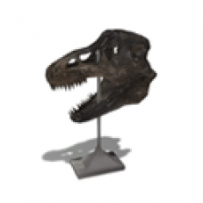 Fossil: Tyrannosaurus (Head)